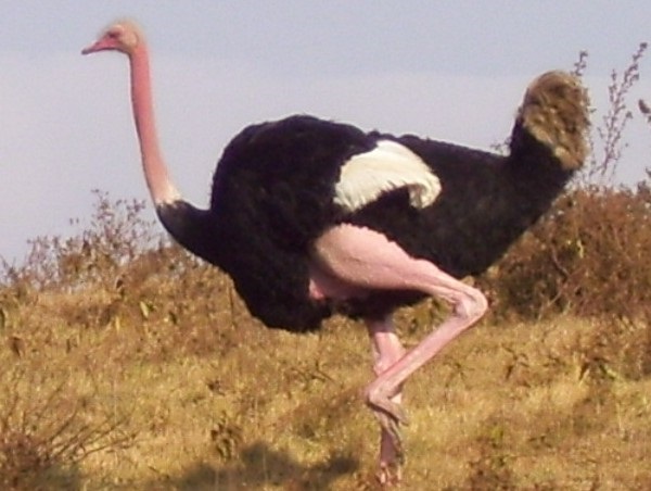 A picture of a very fast ostrich